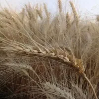 گندم دیم