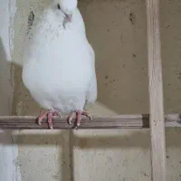 سه تا کبوتر نر گردن کلفت|پرنده|ری, ملک‌آباد|دیوار