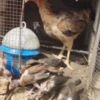 مرغ لاری با جوجه