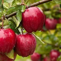 پیشفروش با شرایط چک نهال سیب قرمز مراغه|خدمات باغبانی و درختکاری|جلفا, |دیوار