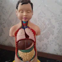 مولاژ بدن انسان