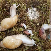 حلزون آلبینو سوپر مولد تخم گذار