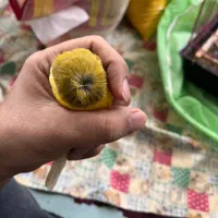 قناری نژاد گلاستر|پرنده|ساری, |دیوار