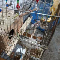 عروس هلندی با دوجوجه و پنج تخم|پرنده|جوانرود, |دیوار