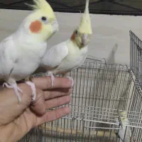 عروس هلندی|پرنده|مهاجران, |دیوار