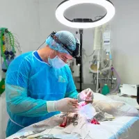 دامپزشکی و پت شاپ شهر راز بلوار دانشجو(دامپزشک)