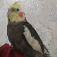 عروس هلندی گمشده در علیمردانی