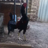 مرغ و خروس لاری