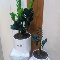 گل زاموفیلیا سوپر بلک و سبز