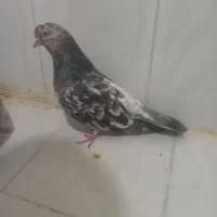 کفتر سرور