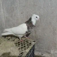 طوقی هفت رنگ|پرنده|مینودشت, |دیوار