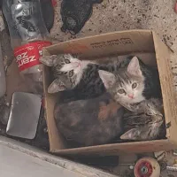 گربه