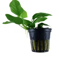 انواع گیاهان آکواریومی