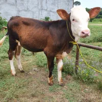 گوساله سیمینتال نر