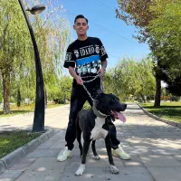 پیت بول|سگ|بهارستان, |دیوار