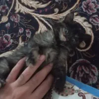 واگزاری بچه گربه