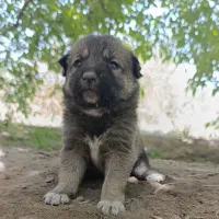 *توله* سگ سرابی *