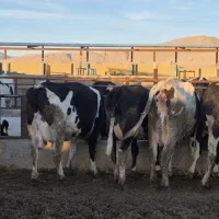 گاو و گوساله|حیوانات مزرعه|مرودشت, کناره|دیوار