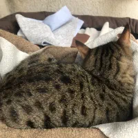 گربه کم بینا|گربه|لاهیجان, جمهوری|دیوار