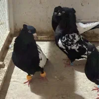 کفتر سینه سیاه مقبول