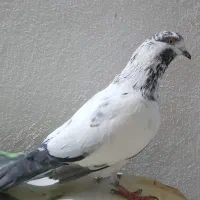 کبوتر|پرنده|رشت, انصاری|دیوار