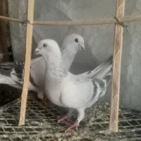 کبوتر مسافتی