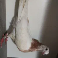 کفتر جوجه|پرنده|تهران, کوثر|دیوار