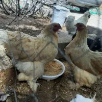 مرغ تخمگذار برهما