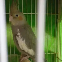 عروس هلندی آهویی نر|پرنده|مشهد, هفده شهریور|دیوار