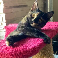 واگذاری گربه ۵ماهه