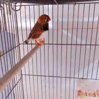 یک جفت فنچ جامبو اخمو مولد درشت|پرنده|تهران, سبلان (لشگر)|دیوار