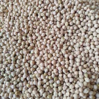 نخود دون ریز محلی 280