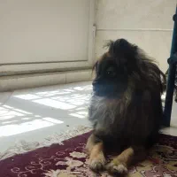 سک پامرنین خرسی نژاد دار شناسنامه دار