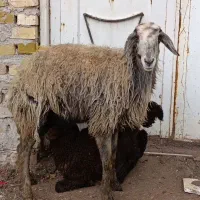 شیشک2 دندان بره دار،گوسفند بره دار