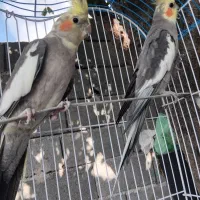 فروش عروس هلندی