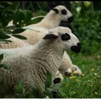 یکی از بهترین دامداری های تهران