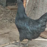 مرغ تخمگذار ایام سمانی درشت