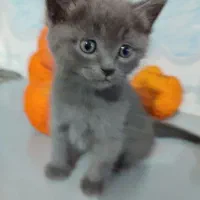 گربه نر بریتیش