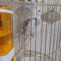 عروس هلندی آلبینو نر|پرنده|رباط‌کریم, رباط‌کریم|دیوار