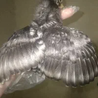 جوجه پیلوت راک آمروک   20 روزه فوری