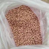 بذر گندم کوهدشت|عمدهفروشی|گنبد کاووس, |دیوار