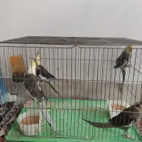 عروس هلندی