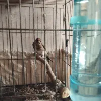 سهره نر و قناری نر