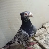 سار کاکلی