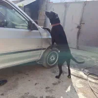 واگذاری|سگ|سیوان, |دیوار