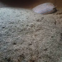 کاه و علف قاطی