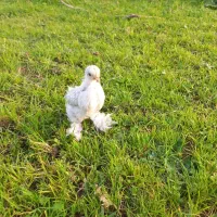 مرغ کوشین اصیل فرانسوی