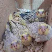 جوجه عروس سرلاکی