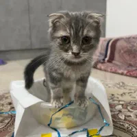 بچه گربه اسکاتیش فولد بلو گلد|گربه|قم, شهرک قدس|دیوار