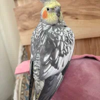 پرنده عروس هلندی گمشده ۱۰ میلیون مژدگانی|حیوانات|تهران, مجیدیه|دیوار